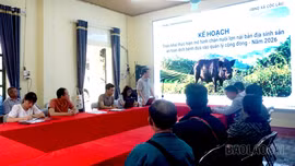 Cốc Lầu: Triển khai mô hình chăn nuôi lợn nái bản địa 