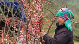 Đào rừng Sa Pa bày bán nhộn nhịp trên quốc lộ 4D