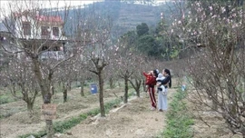 Thời tiết dịp nghỉ Tết Nguyên Bính Ngọ thuận lợi cho việc du Xuân