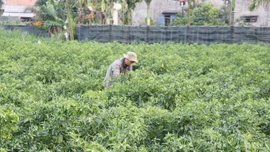 Những mô hình khởi nghiệp bền vững của thanh niên dân tộc thiểu số