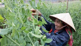 Tích hợp 3 chương trình mục tiêu quốc gia, tập trung ưu tiên