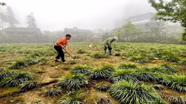 Lùng Phình: Cây thắng cố mở ra hướng đi mới