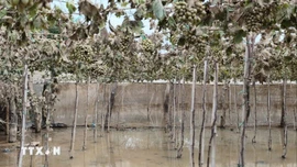 Khánh Hòa công bố tình huống khẩn cấp về thiên tai do mưa lũ kéo dài