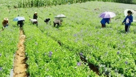 Lào Cai nâng cao vai trò và vị thế y học cổ truyền trong chăm sóc sức khỏe