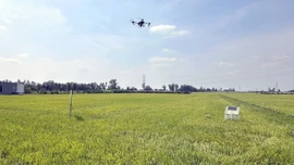 Chế phẩm sinh học, giải pháp để canh tác lúa gạo bền vững