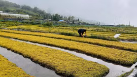 Màu xanh mới trên non cao Y Tý