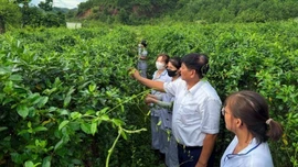 Phát triển bền vững cây dược liệu Việt