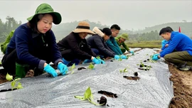 Thượng Bằng La ra quân trồng 4 ha ớt J xanh xuất khẩu