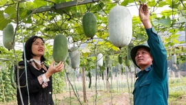 Bát Xát: Mở ra hướng đi mới từ cây bí xanh thơm