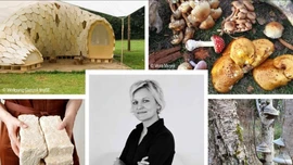 Nghiên cứu xây dựng nhà ở từ vật liệu nấm