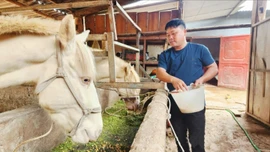 Hết nghèo nhờ bạch mã