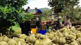 Đẩy mạnh đàm phán mở cửa, tạo cú hích cho xuất khẩu rau quả