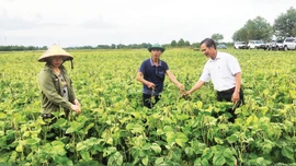 Vai trò khuyến nông trong mô hình chính quyền mới