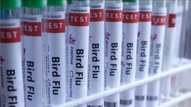 WHO: Mùa cúm đến sớm hơn ở châu Âu do chủng virus mới