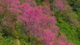 Loài hoa báo tết bung nở khắp núi rừng