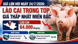 Giá lợn hơi ngày 24/7/2026: Lào Cai trong top giá thấp nhất miền Bắc