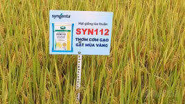 Đánh giá hiệu quả mô hình khảo nghiệm giống lúa thuần chất lượng cao Syn112