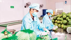 Thích ứng để giảm rủi ro và giữ vững tăng trưởng