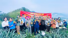 Hội thảo khoa học và hội nghị tham quan đầu bờ về giống dứa mới tại xã Bản Lầu