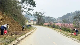 Khát vọng đánh thức tiềm năng du lịch Si Ma Cai từ hoa anh đào