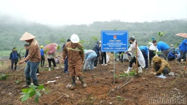 Hơn 3.000 cây xanh được trồng mới tại Khu Công nghiệp Tằng Loỏng