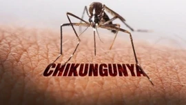 Những điều cần biết về chikungunya: Bệnh do muỗi truyền đang lan rộng toàn cầu