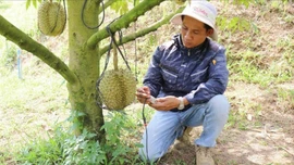 Đẩy mạnh ứng dụng công nghệ vào sản xuất nông nghiệp thông minh