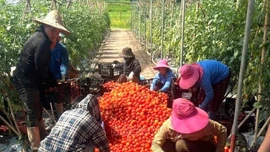 Xã Dền Sáng: Mô hình trồng cà chua trong nhà màng đem lại doanh thu gần 2 tỷ đồng mỗi năm