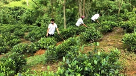 Thống nhất chính sách, nâng tầm 605 sản phẩm OCOP tỉnh Lào Cai sau sáp nhập