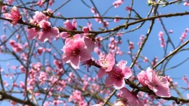 Mô hình trồng đào rừng - một mũi tên trúng nhiều đích