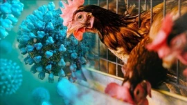 Chuyên gia cảnh báo cúm gia cầm A/H9N2 có thể gây đại dịch ở người