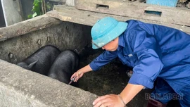 Y Tý hoàn thành trên 90% kế hoạch tiêm phòng dịch bệnh cho đàn vật nuôi