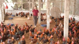 Nuôi gà trống thiến giúp nông dân Bắc Ninh thoát nghèo