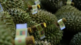 Ra mắt Hệ thống truy xuất nguồn gốc nông sản Việt Nam