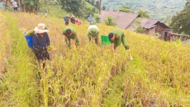 Công an xã Bản Hồ giúp dân thu hoạch lúa trước hoàn lưu bão số 9