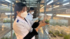 Cảnh báo cây giống nhập lậu gây hại