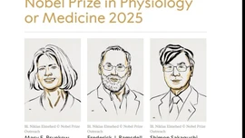 Nobel Y sinh 2025 vinh danh các nhà khoa học Mỹ và Nhật Bản về khám phá miễn dịch