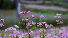 Miền đá thức giấc giữa sắc hồng tam giác mạch