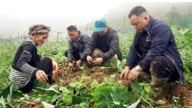 Trồng cây đặc sản, nông dân vùng cao Lào Cai tăng thu nhập