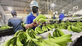 'Việt Nam chiếm lĩnh thị phần chuối tại Nhật Bản'
