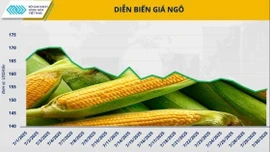 Giá ngô rẻ, chất lượng cao: Cơ hội tái cơ cấu nguồn cung cho ngành chăn nuôi