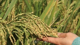 Các nhà khoa học Liên bang Nga tìm ra phương pháp mới tạo giống lúa năng suất cao