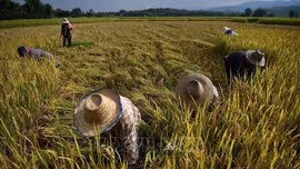 Siêu El Niño có thể gây cú sốc tăng giá lương thực toàn cầu đến năm 2028