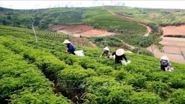 Có 4 kỷ lục trong Lễ hội Trà quốc tế lần đầu tiên tổ chức tại Việt Nam