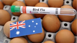 Chủng virus cúm gia cầm H5 lây lan rộng tại Australia