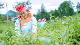 Lào Cai xây dựng vùng chè an toàn, hướng tới thị trường châu Âu