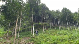 Làm giàu từ mô hình trồng rừng ở Lào Cai