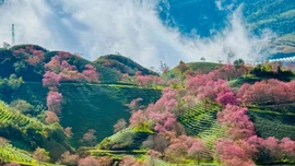 Rực rỡ sắc hoa mai anh đào tuyệt đẹp ở Sa Pa