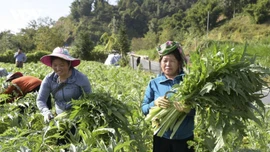 Hiện thực hóa khát vọng vươn mình từ những nghị quyết trụ cột ở Lào Cai