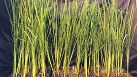 Dự án 'Gạo Mặt Trăng' phát triển giống lúa sinh trưởng trong môi trường vi trọng lực